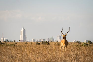 Tour de medio día por el Parque Nacional de Nairobi